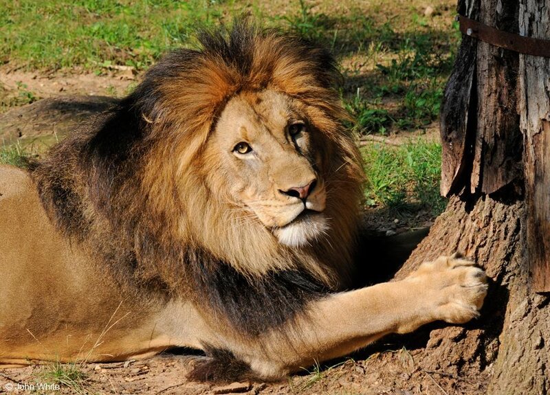 Lion resting by a tree