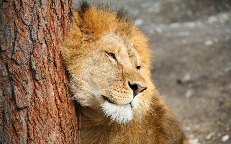 lion resting by a tree