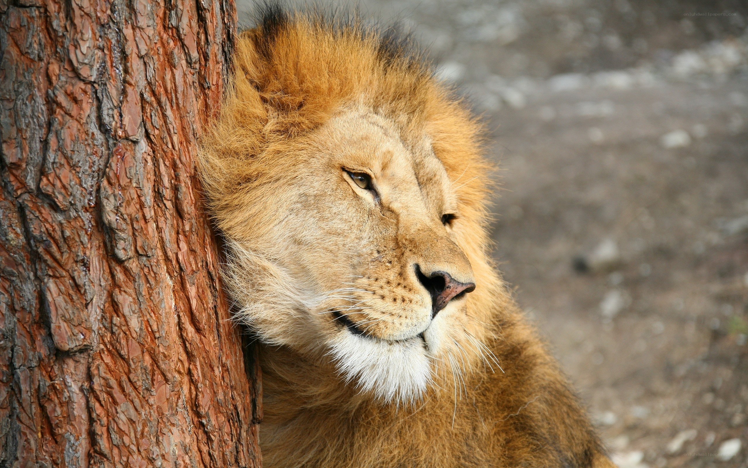 lion resting by a tree