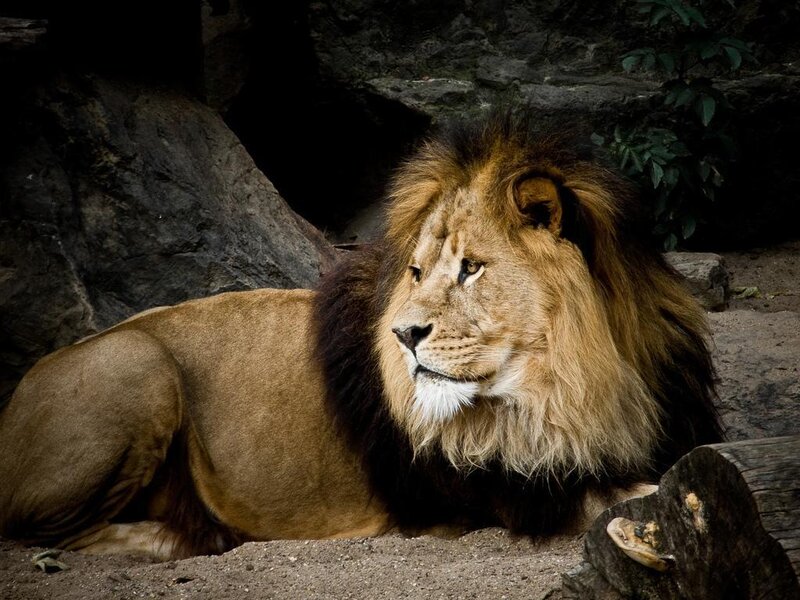 Lion resting in a rocky enclosure