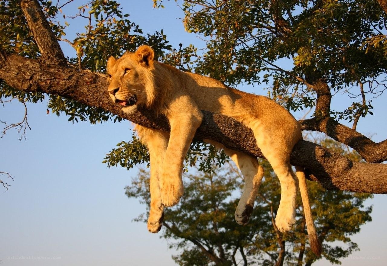 Lion resting in a tree