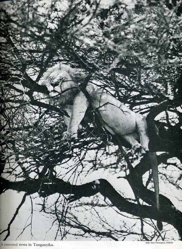 Lion resting in a tree
