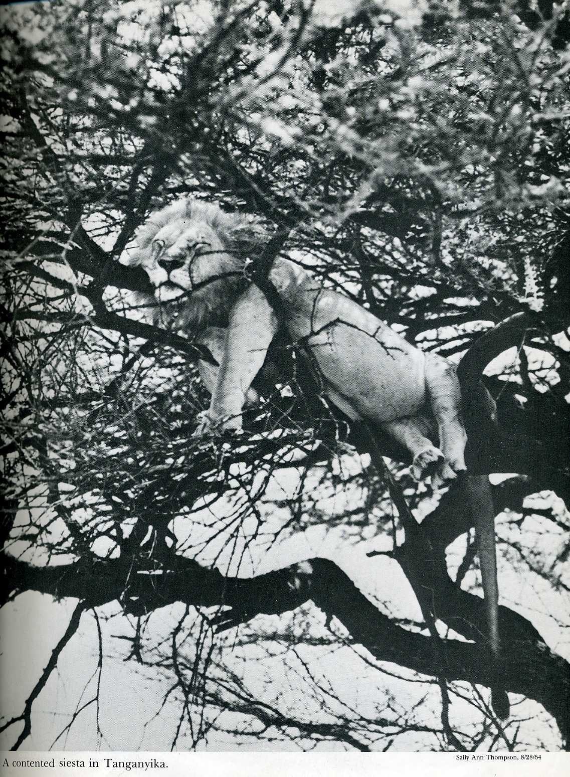 Lion resting in a tree