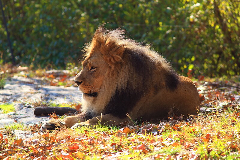 Lion resting in autumn light