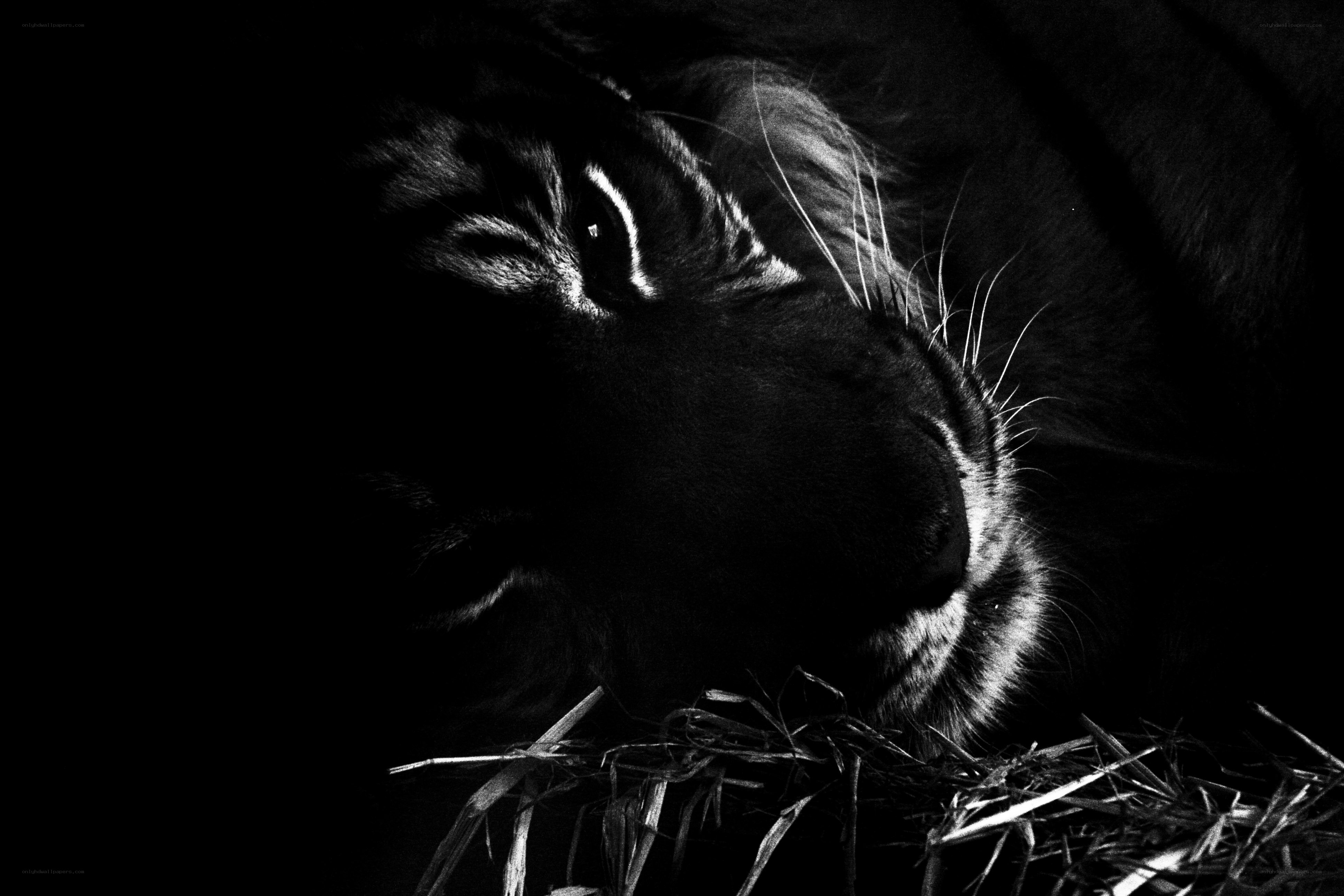lion resting in darkness