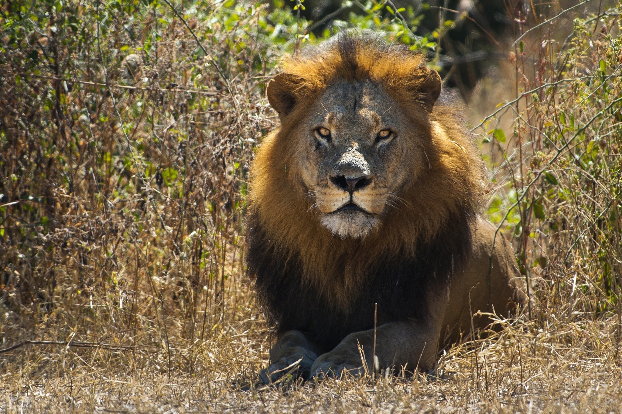 Lion resting in dry grass