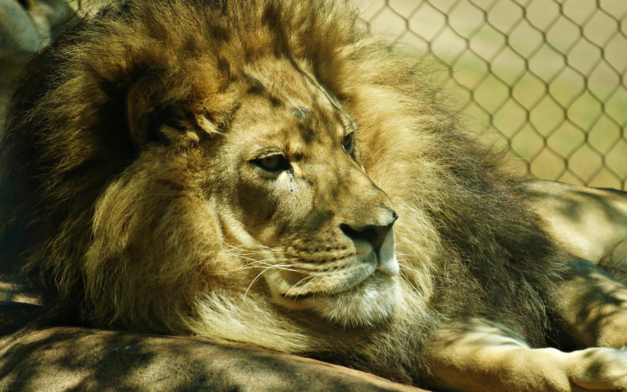Lion resting in enclosure