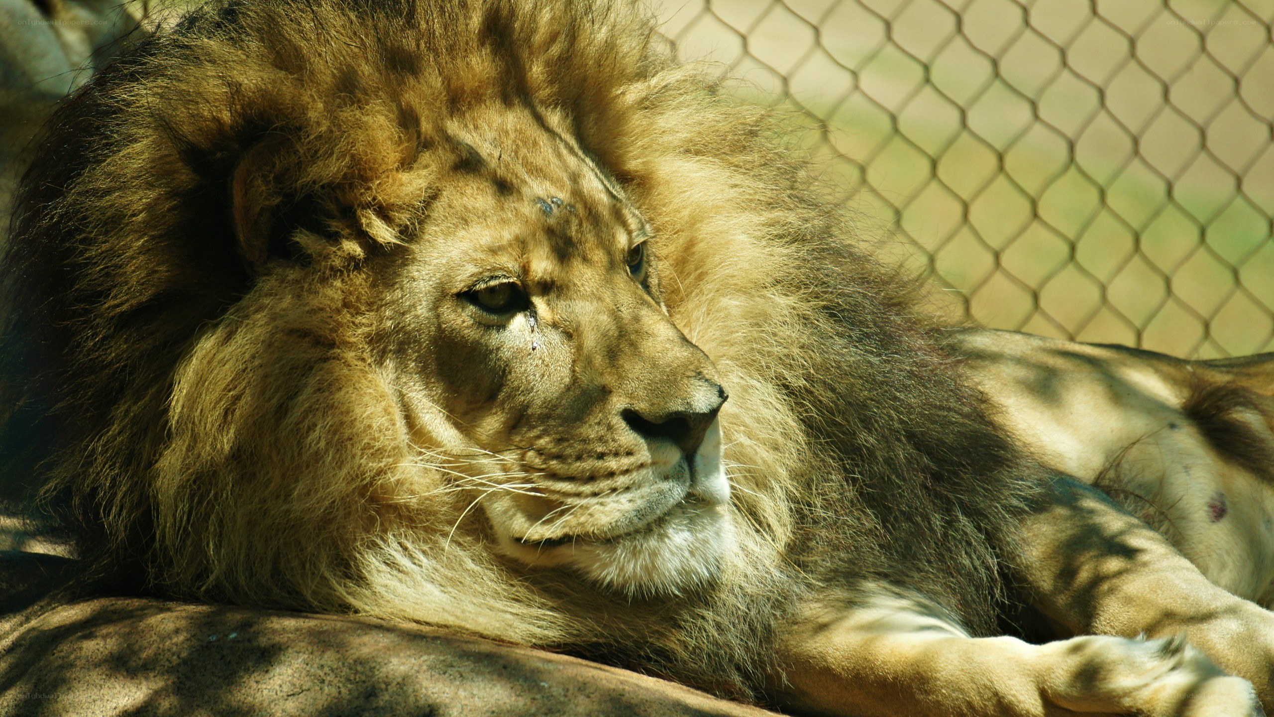 Lion resting in enclosure