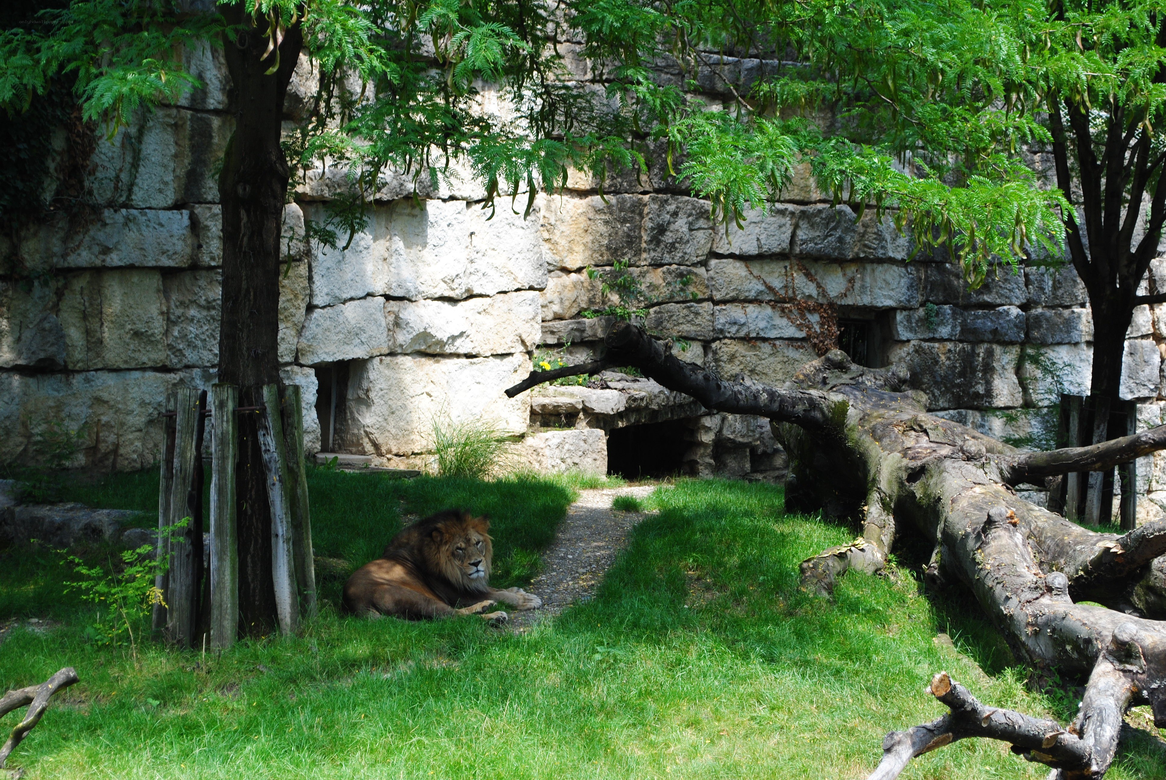 Lion resting in enclosure