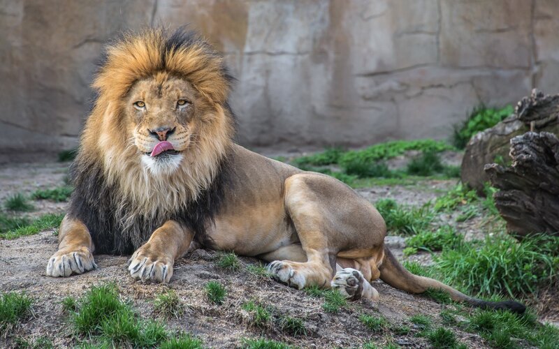 Lion resting in enclosure