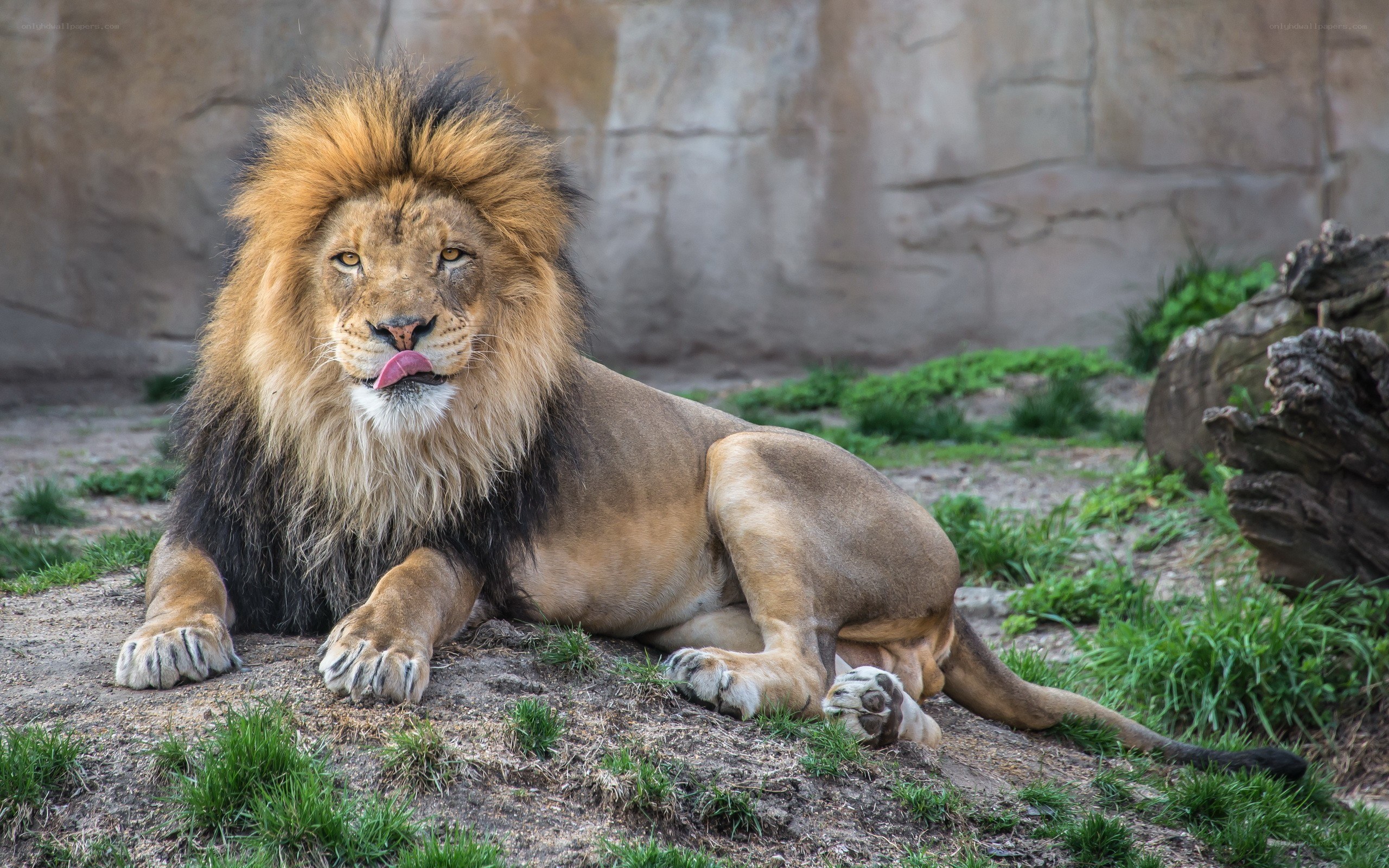 Lion resting in enclosure