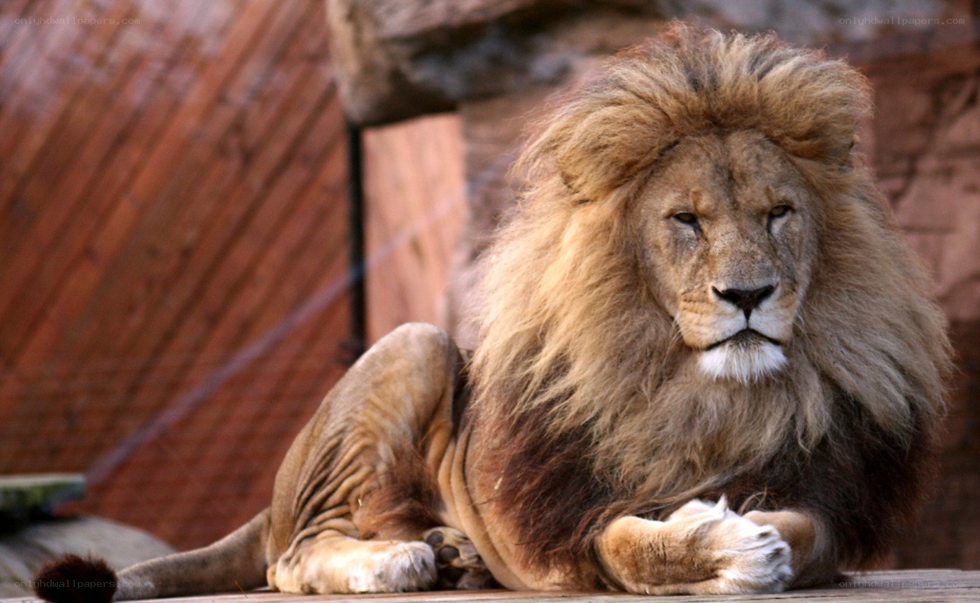 Lion resting in enclosure