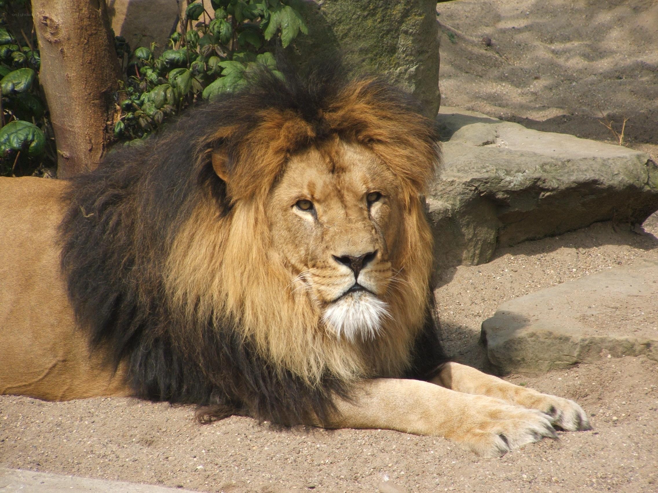 Lion resting in enclosure