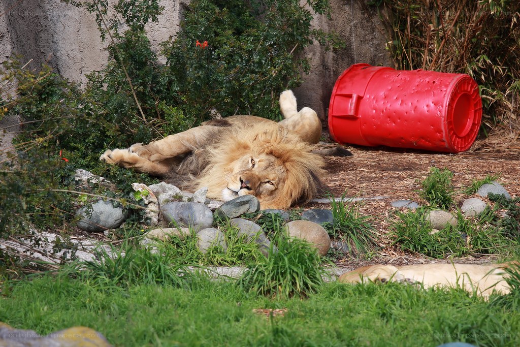 Lion resting in enclosure
