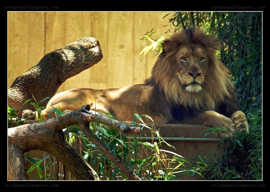 Lion resting in enclosure