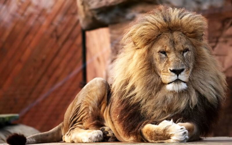 Lion resting in enclosure