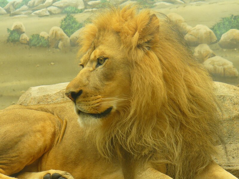 Lion resting in enclosure