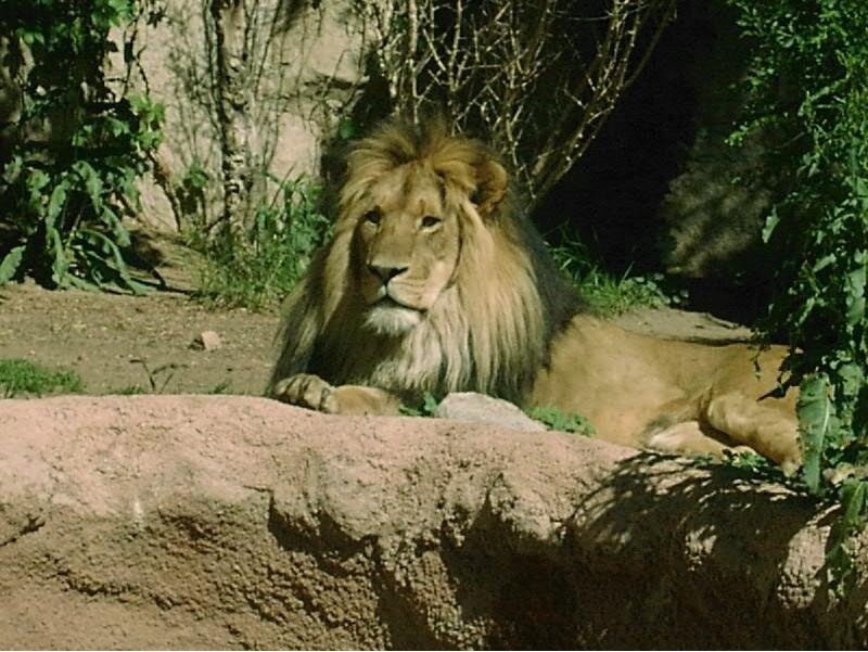 Lion resting in enclosure