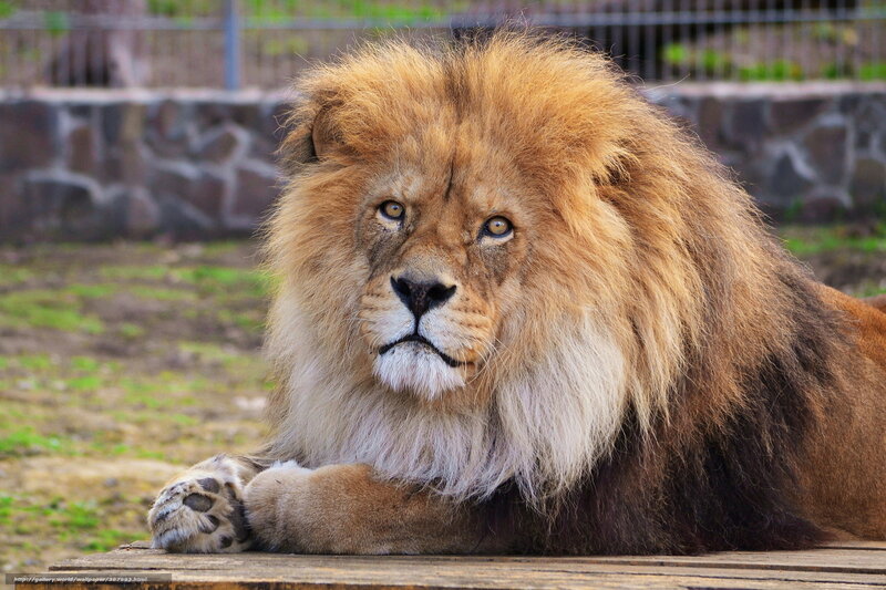 Lion resting in enclosure