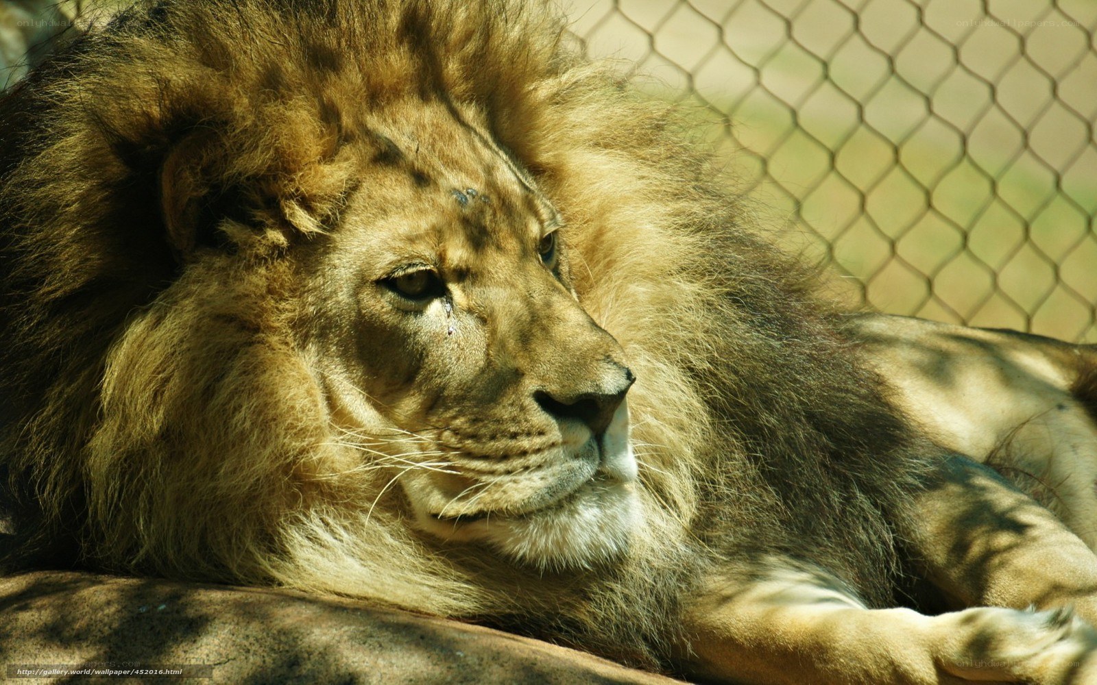Lion resting in enclosure