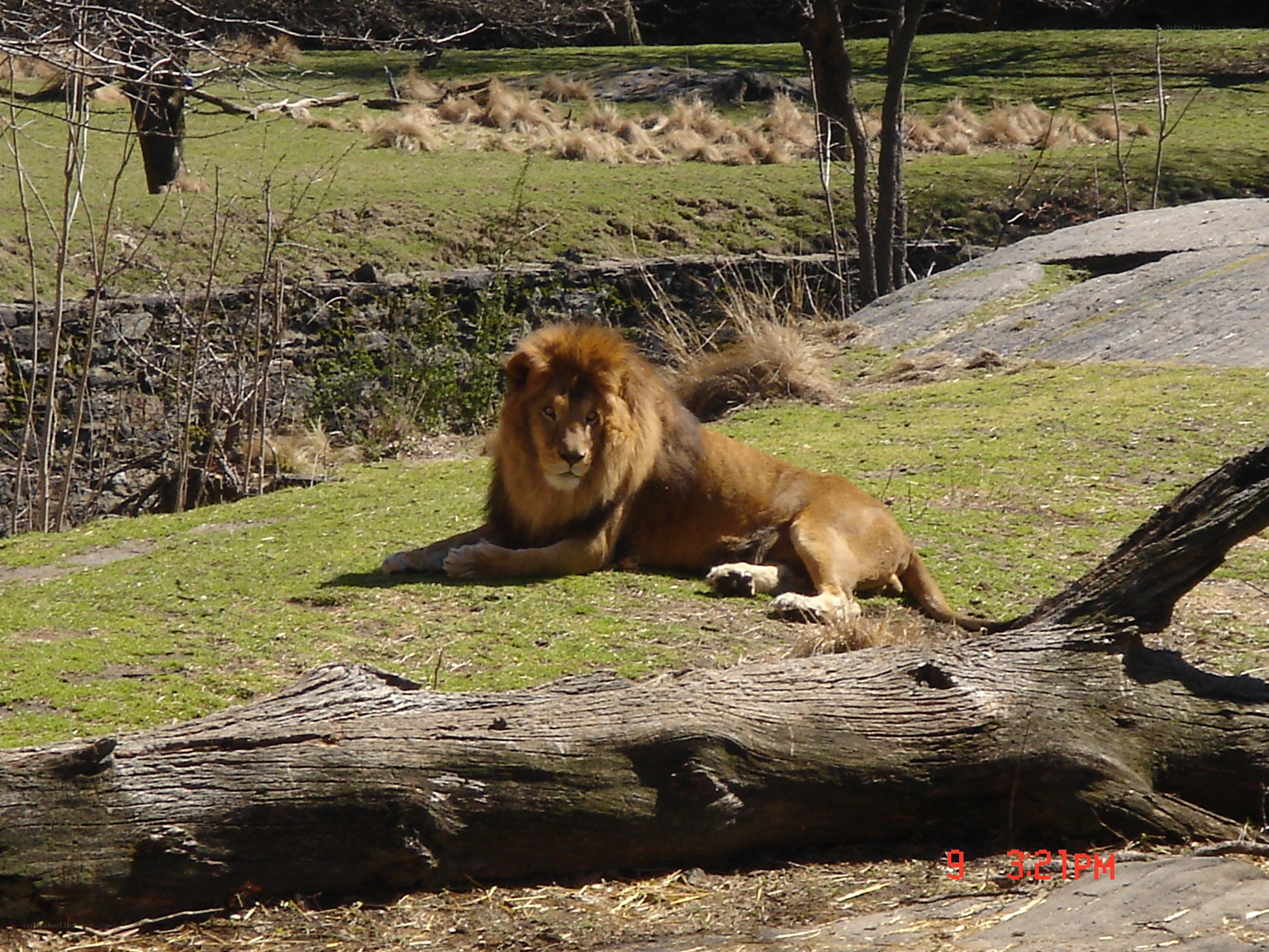Lion resting in enclosure