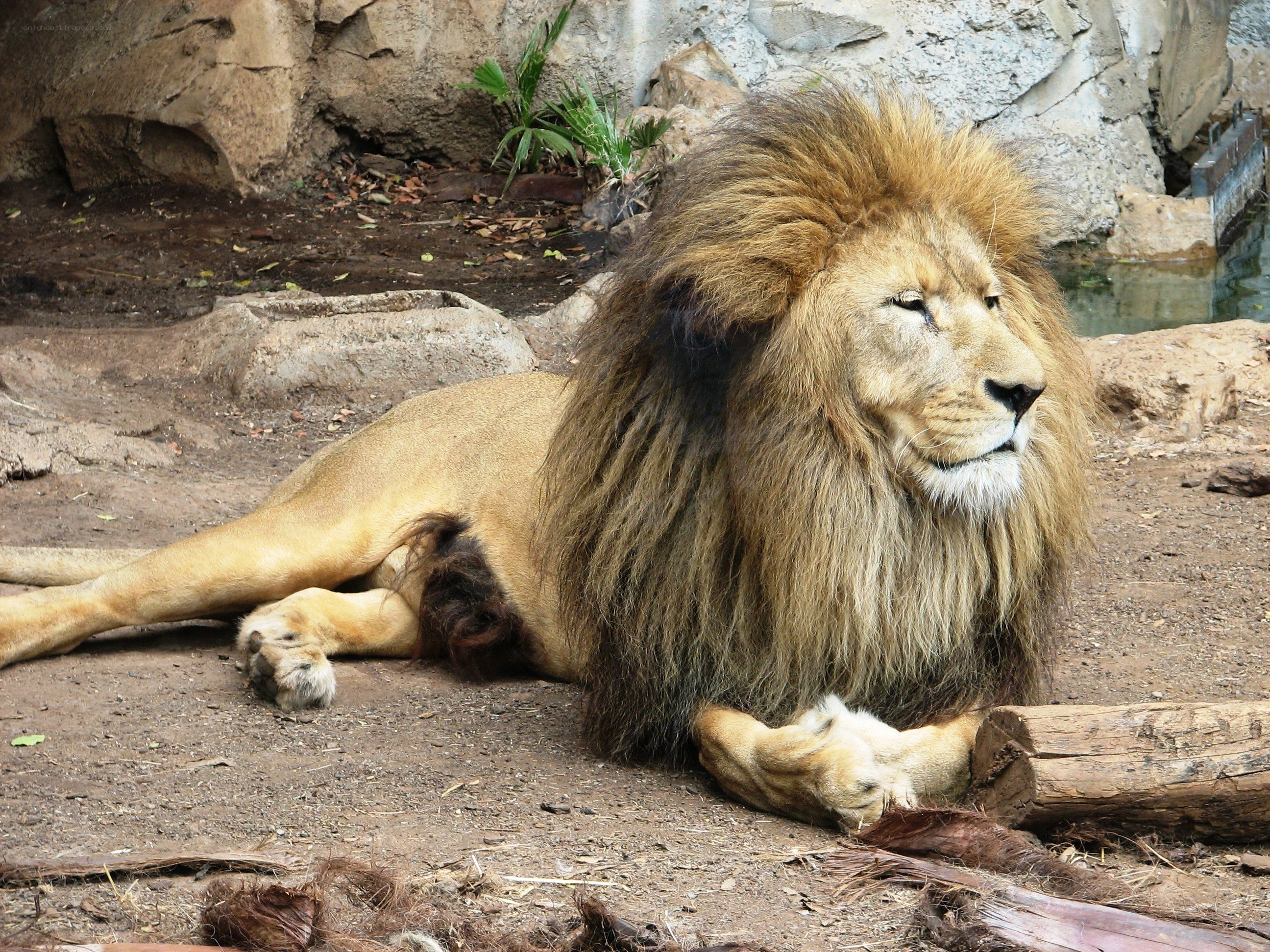 Lion resting in enclosure