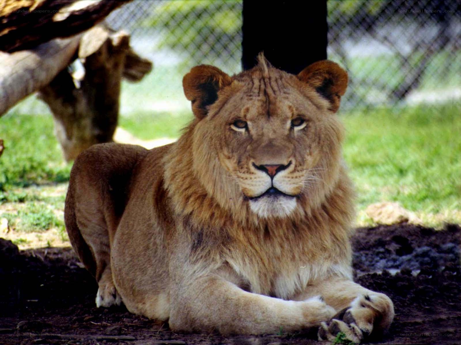 Lion resting in enclosure