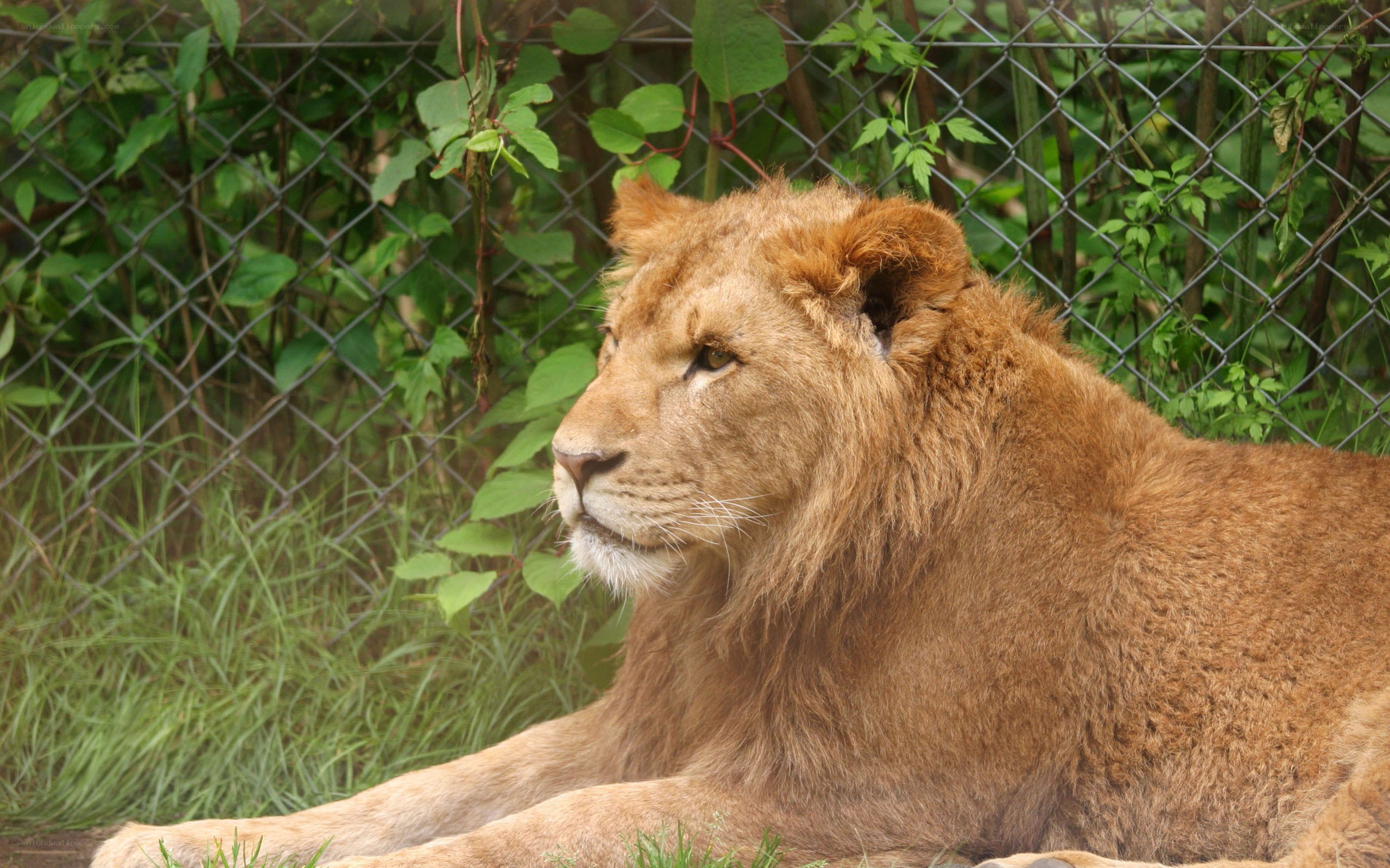 Lion resting in enclosure