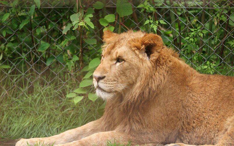 Lion Resting in Enclosure — Brown
