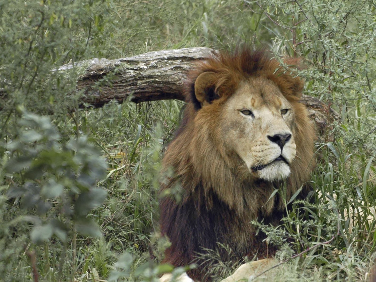 Lion resting in foliage