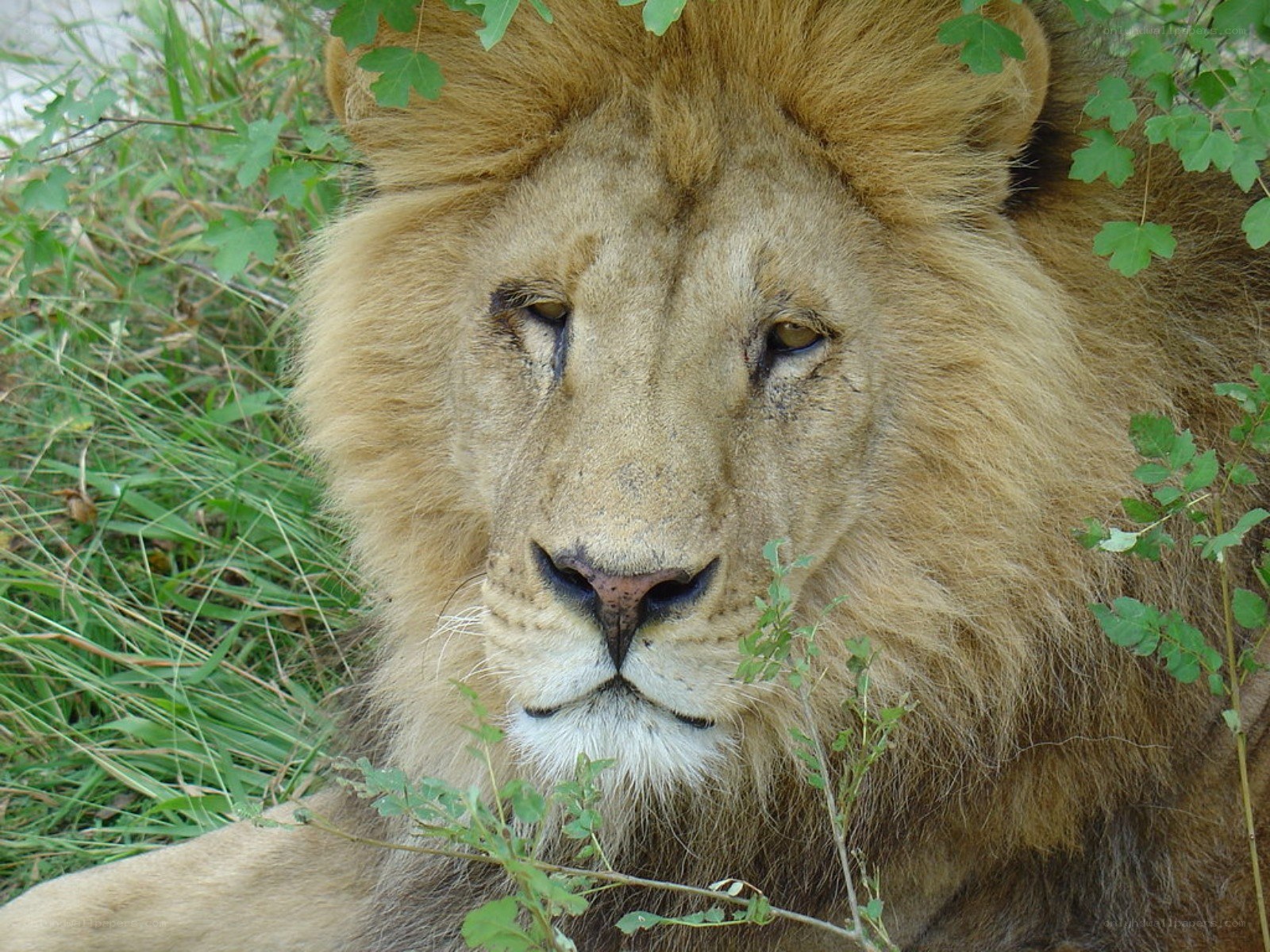 Lion resting in foliage