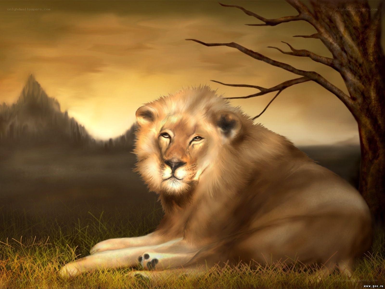 Lion resting in golden light
