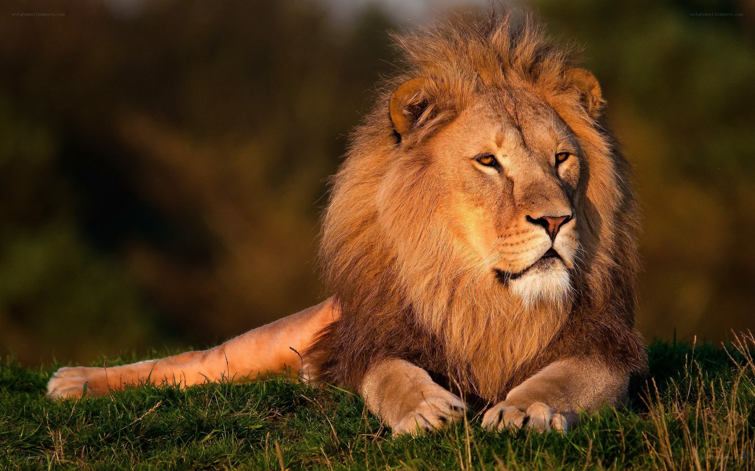 Lion resting in golden light
