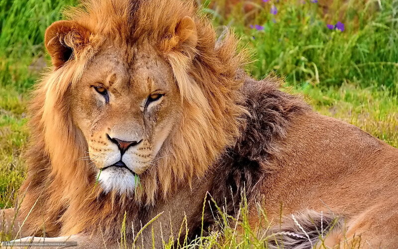 Lion resting in grass