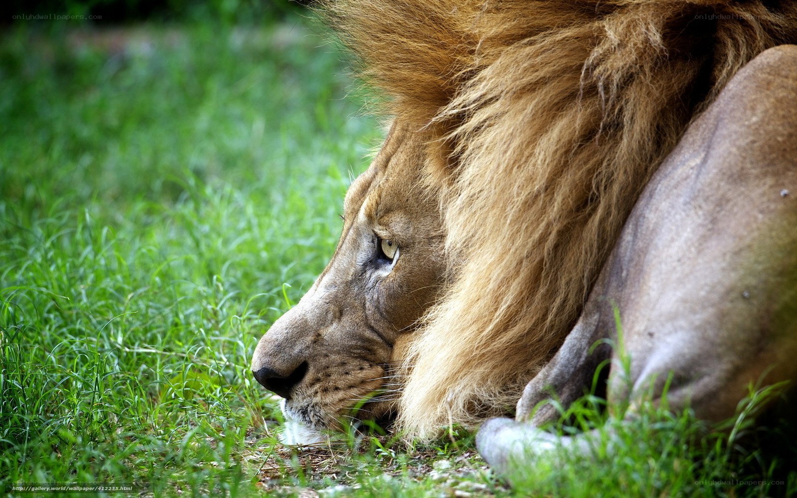 Lion resting in grass