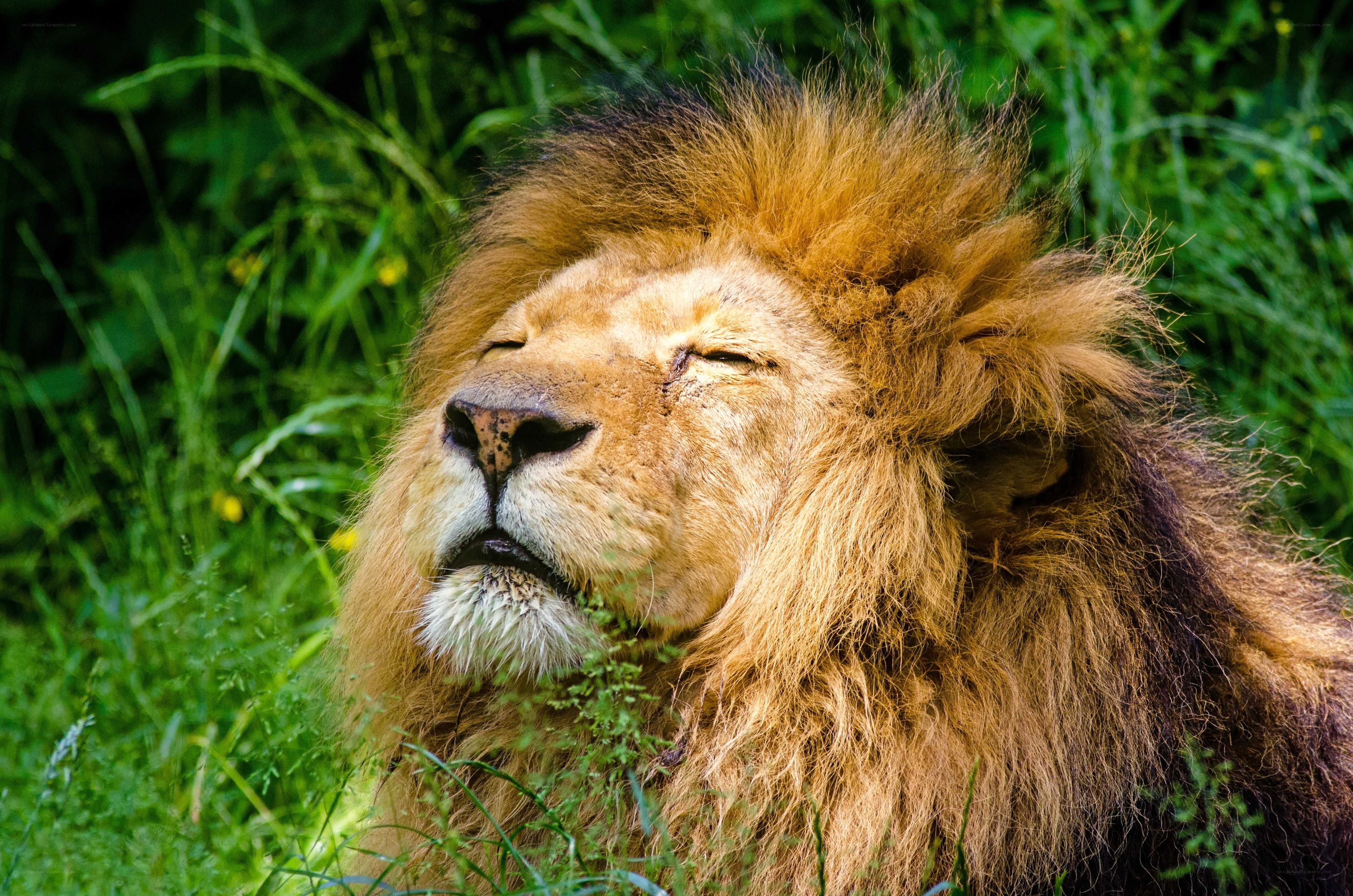 Lion resting in grass