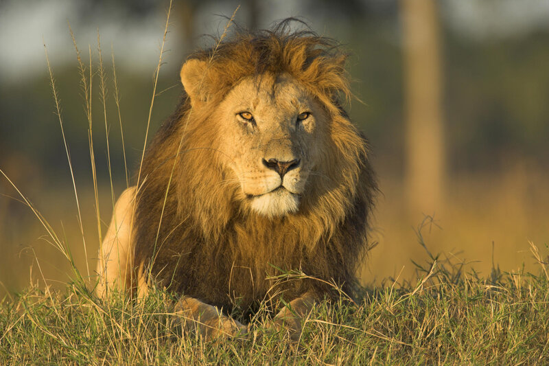 Lion resting in grass