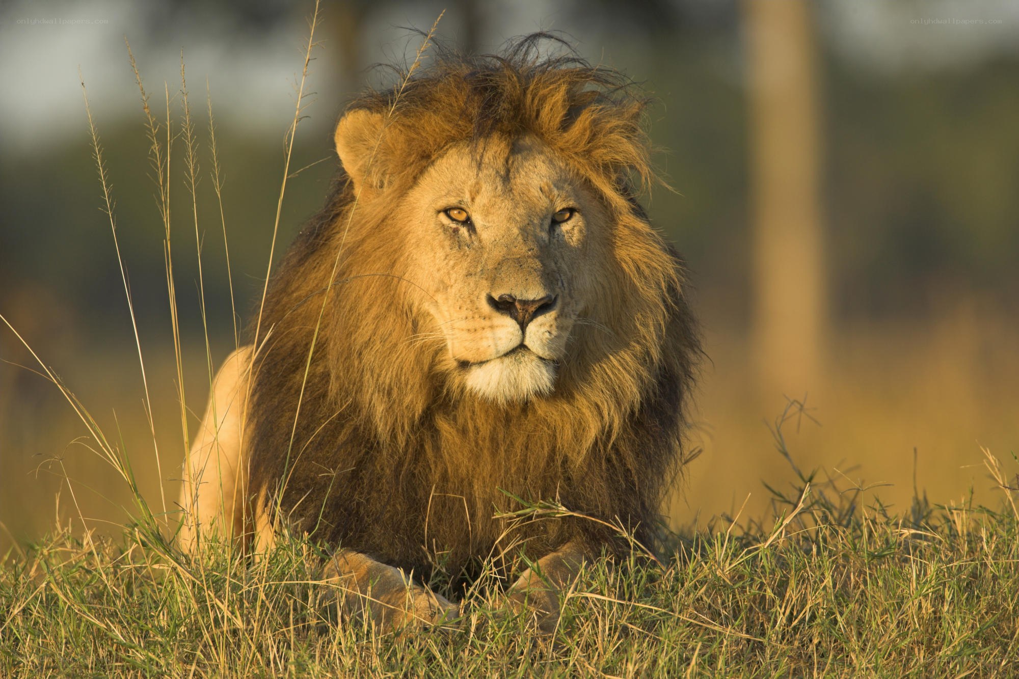 Lion resting in grass