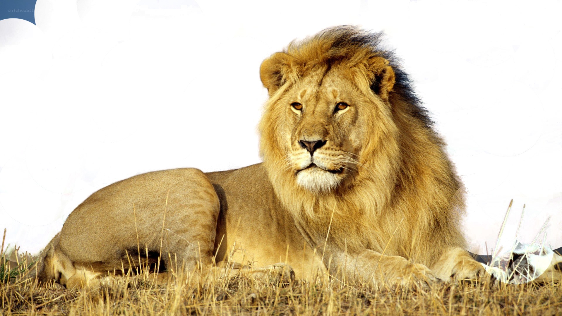 Lion resting in grass