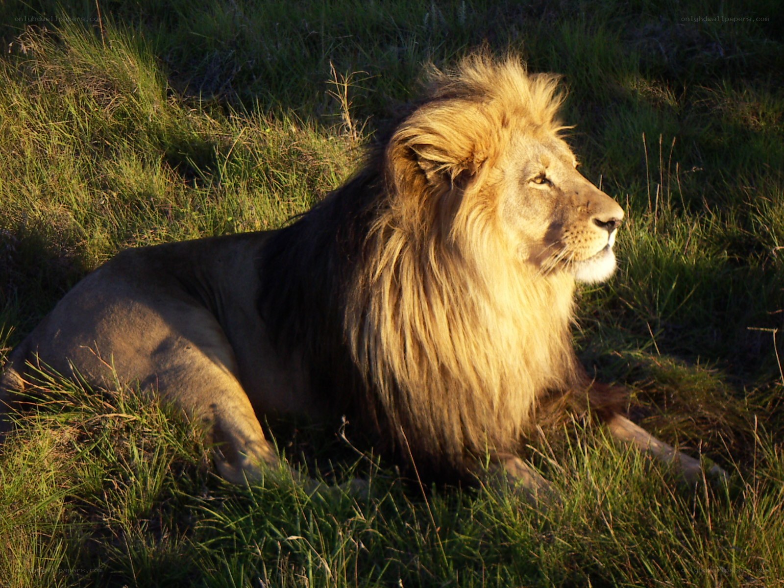 Lion resting in grass