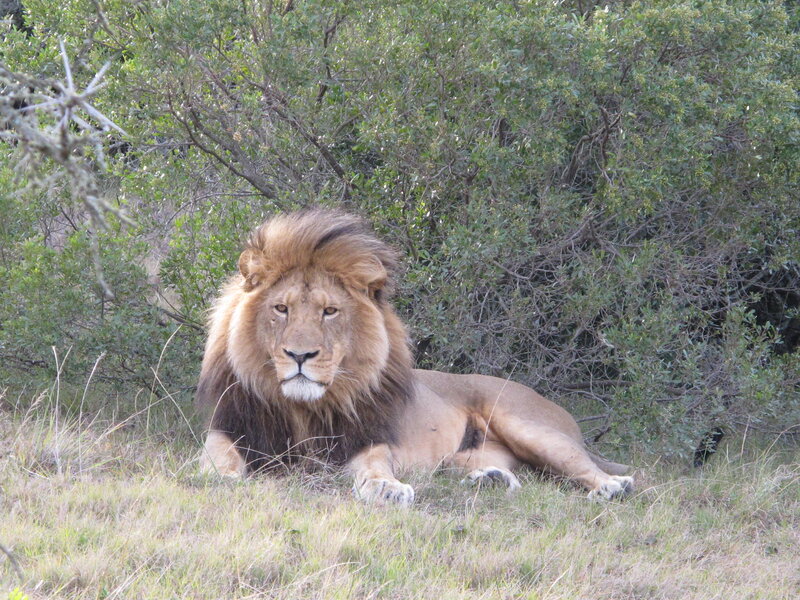 Lion resting in grass