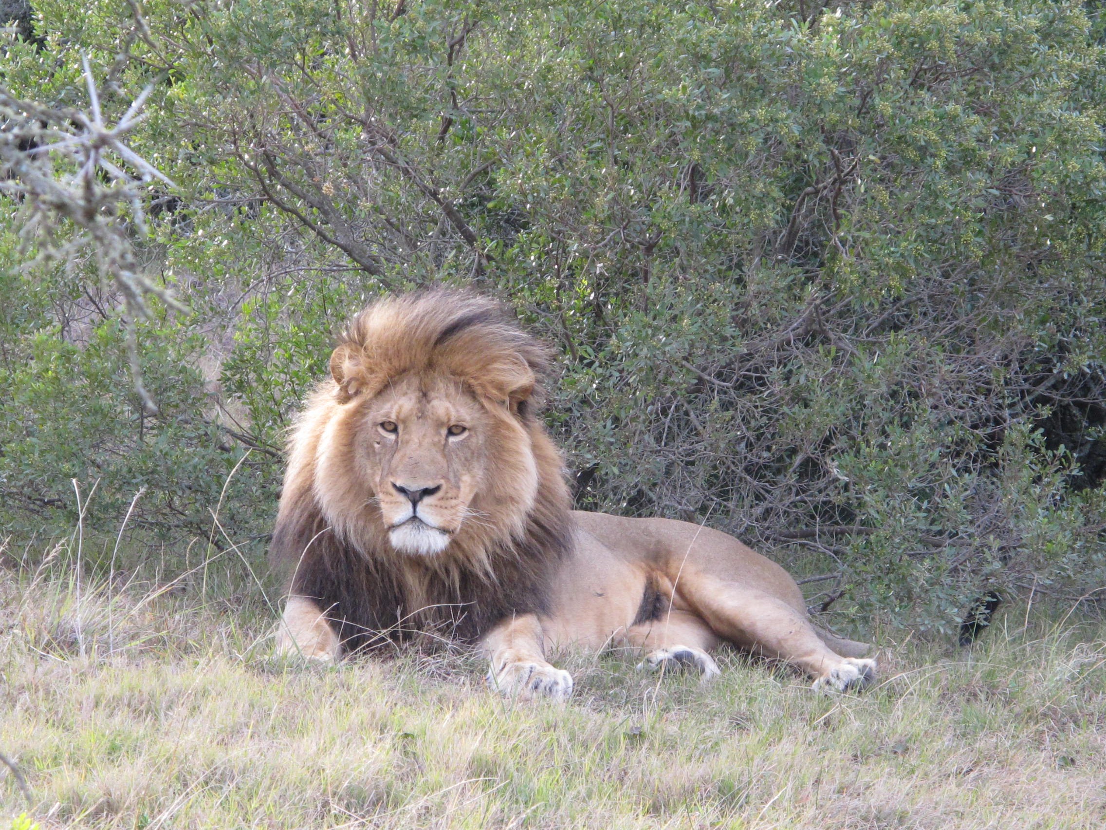 Lion resting in grass