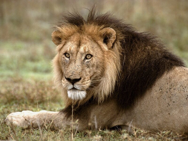 Lion resting in grass