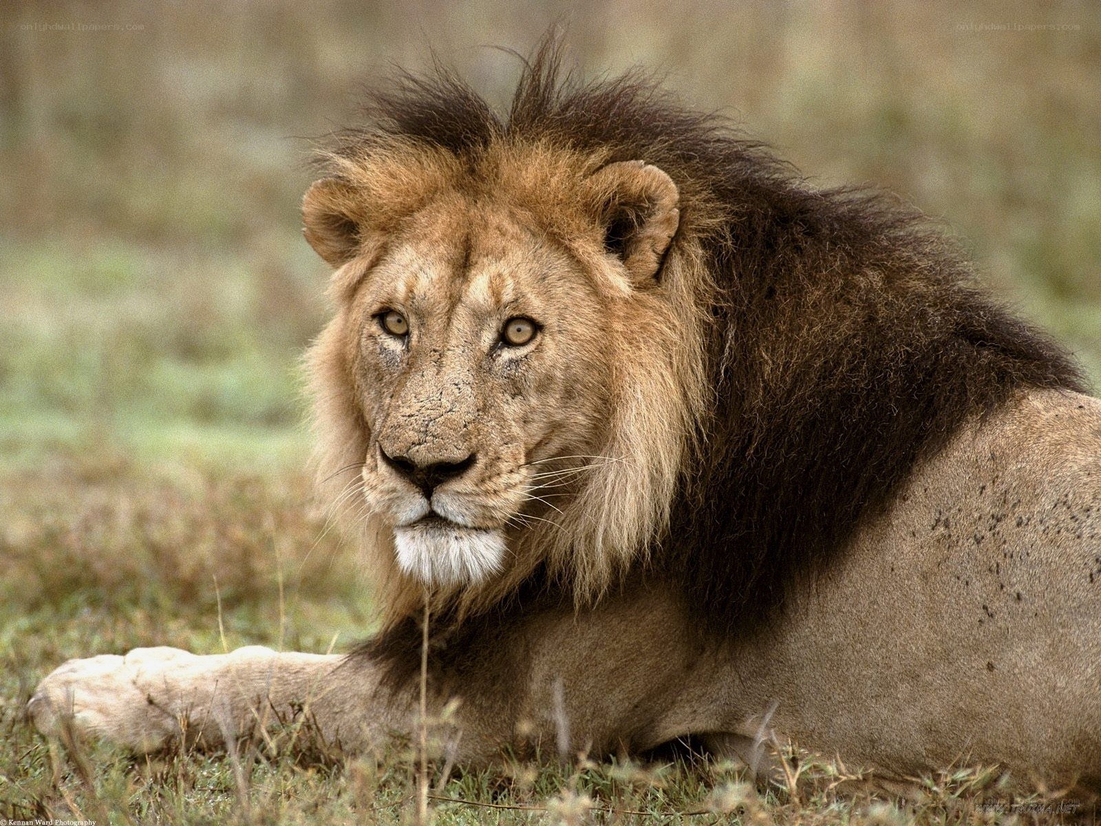 Lion resting in grass