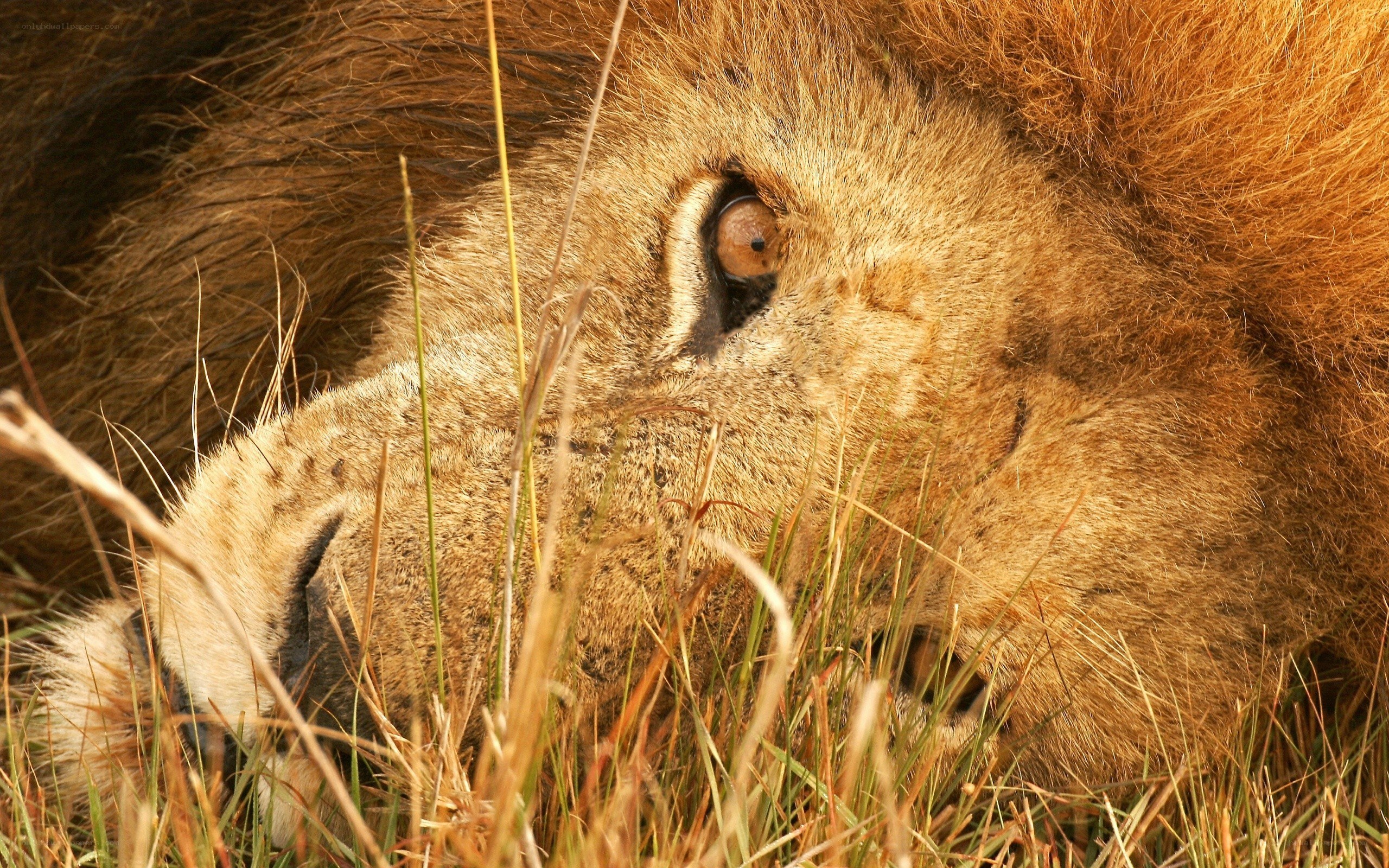 lion resting in grass