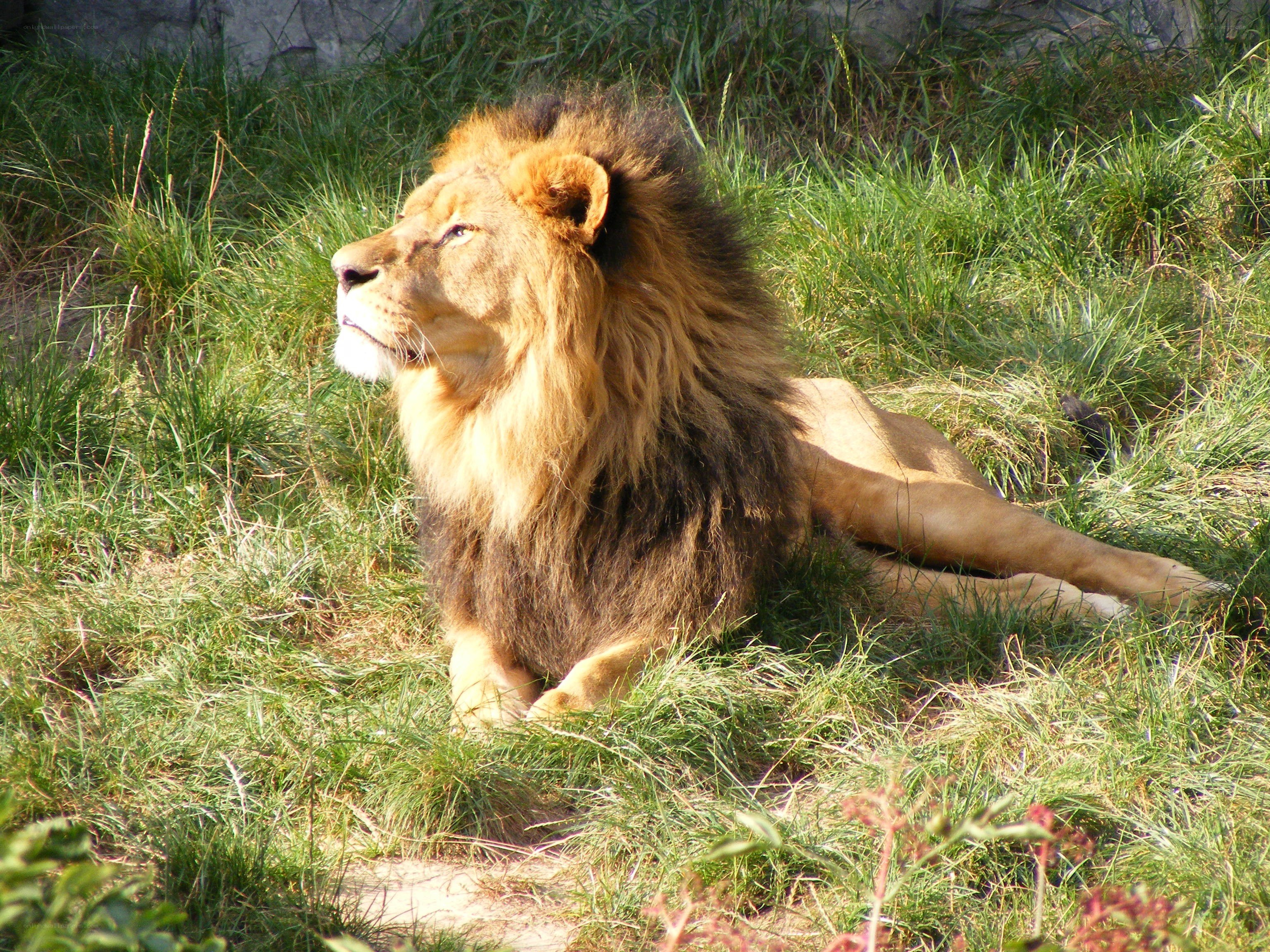 Lion resting in grass