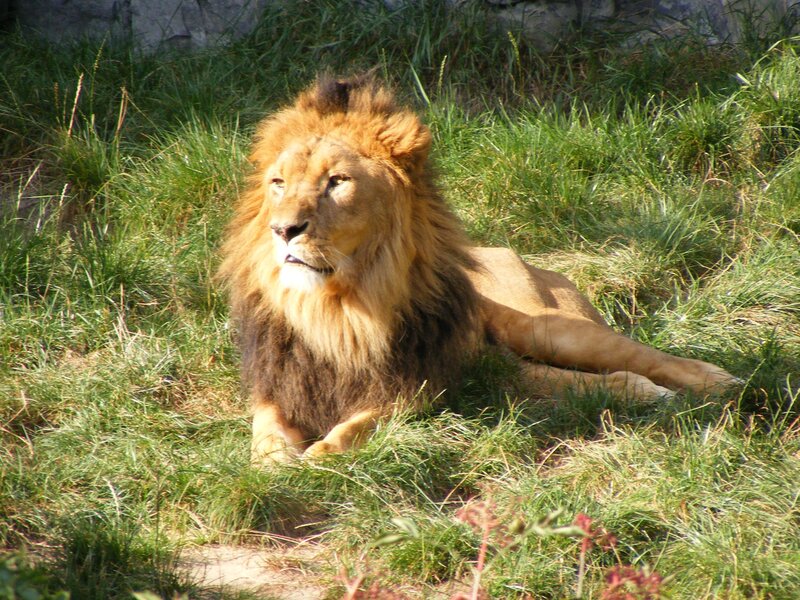 Lion resting in grass