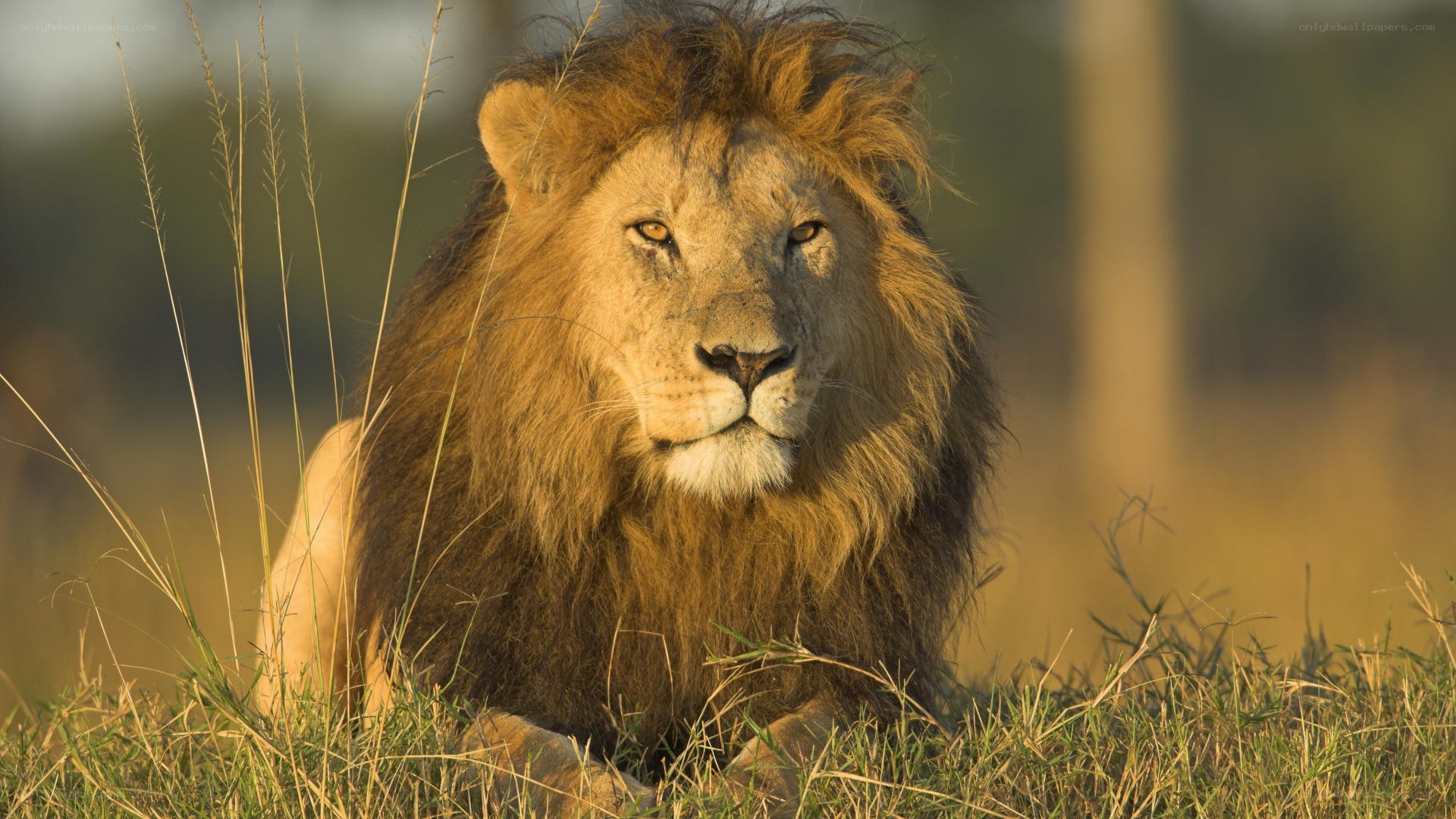 Lion resting in grass