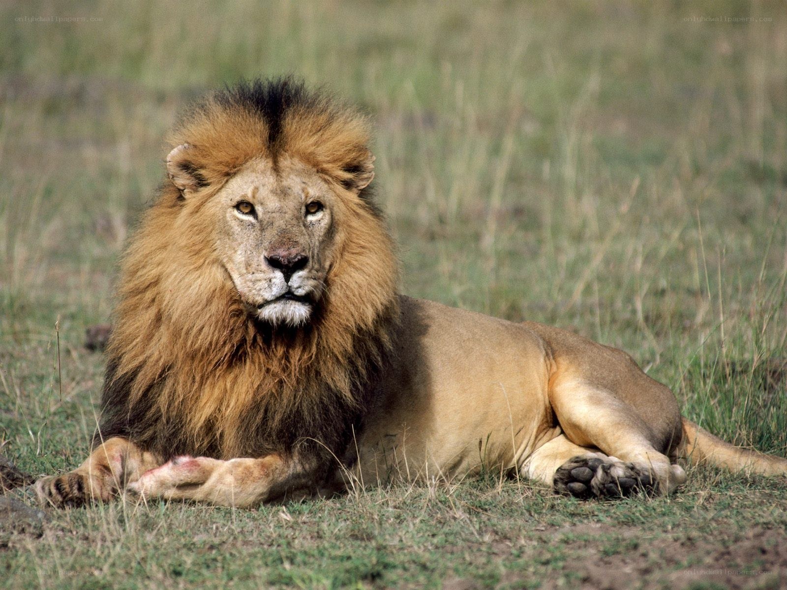 Lion resting in grass