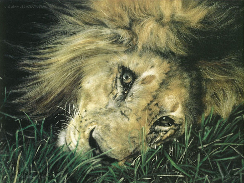 Lion resting in grass